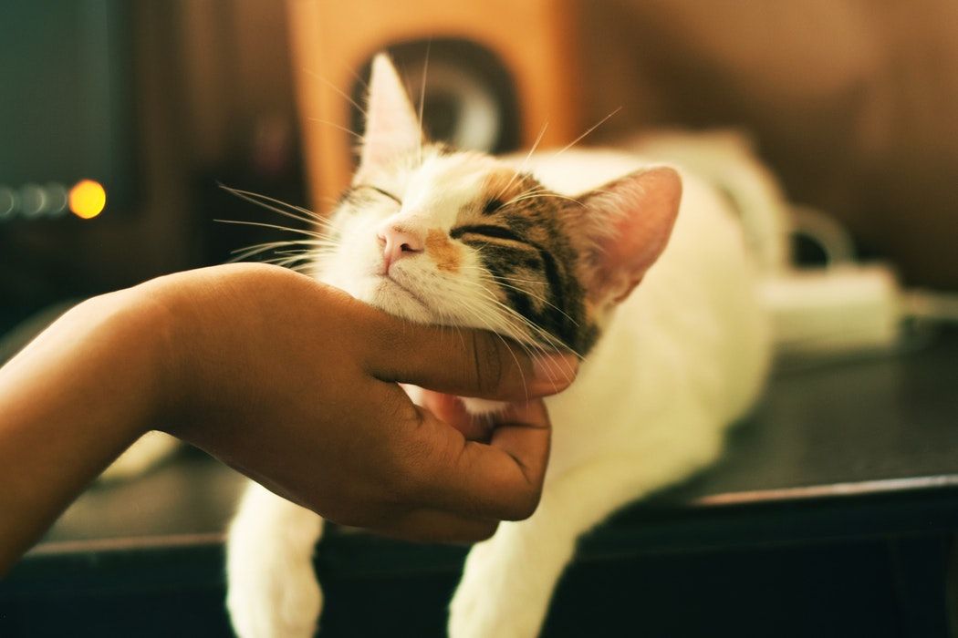 Hand petting a white-and-tabby cat resting on a table, eyes closed in contentment