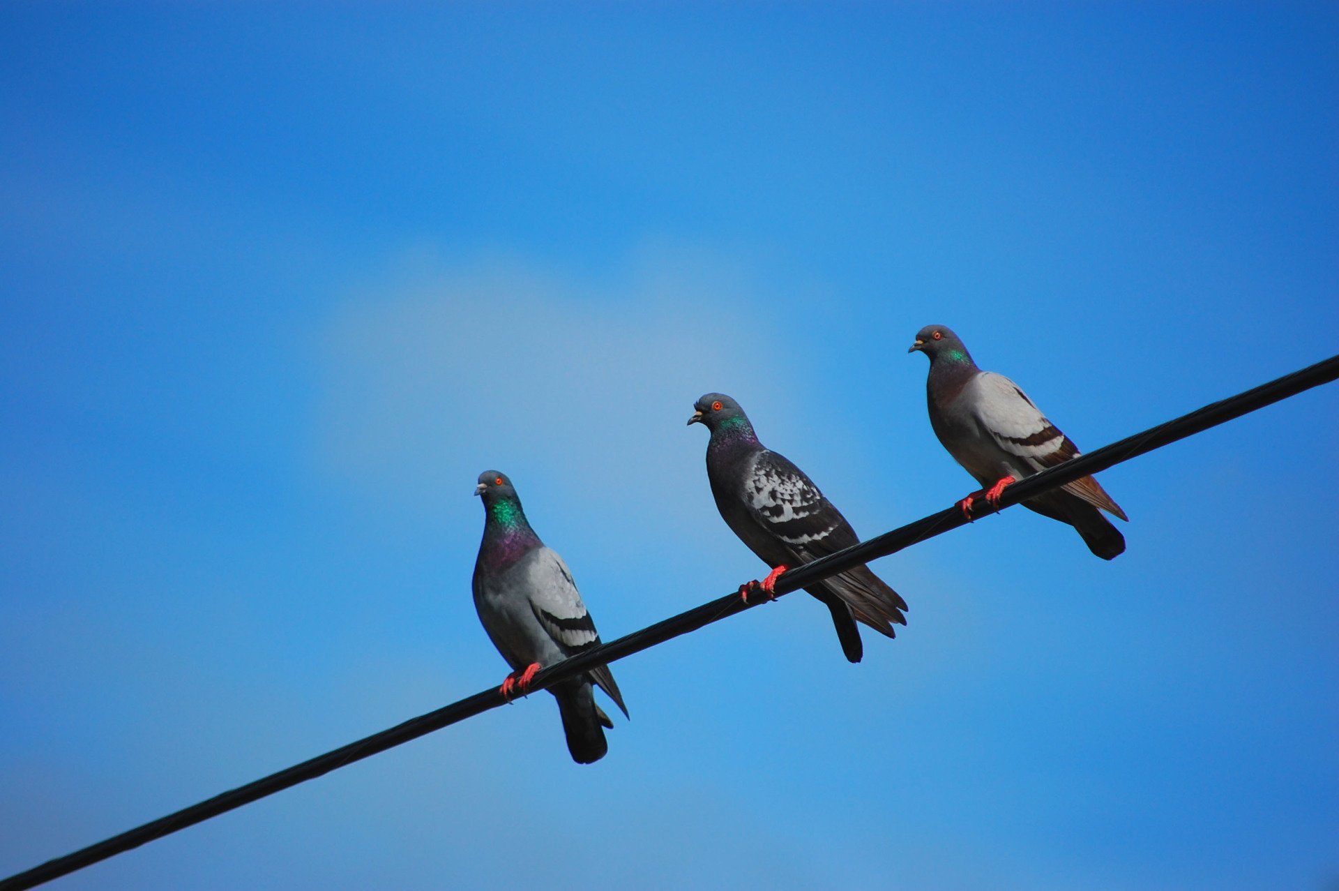 pigeon prevention