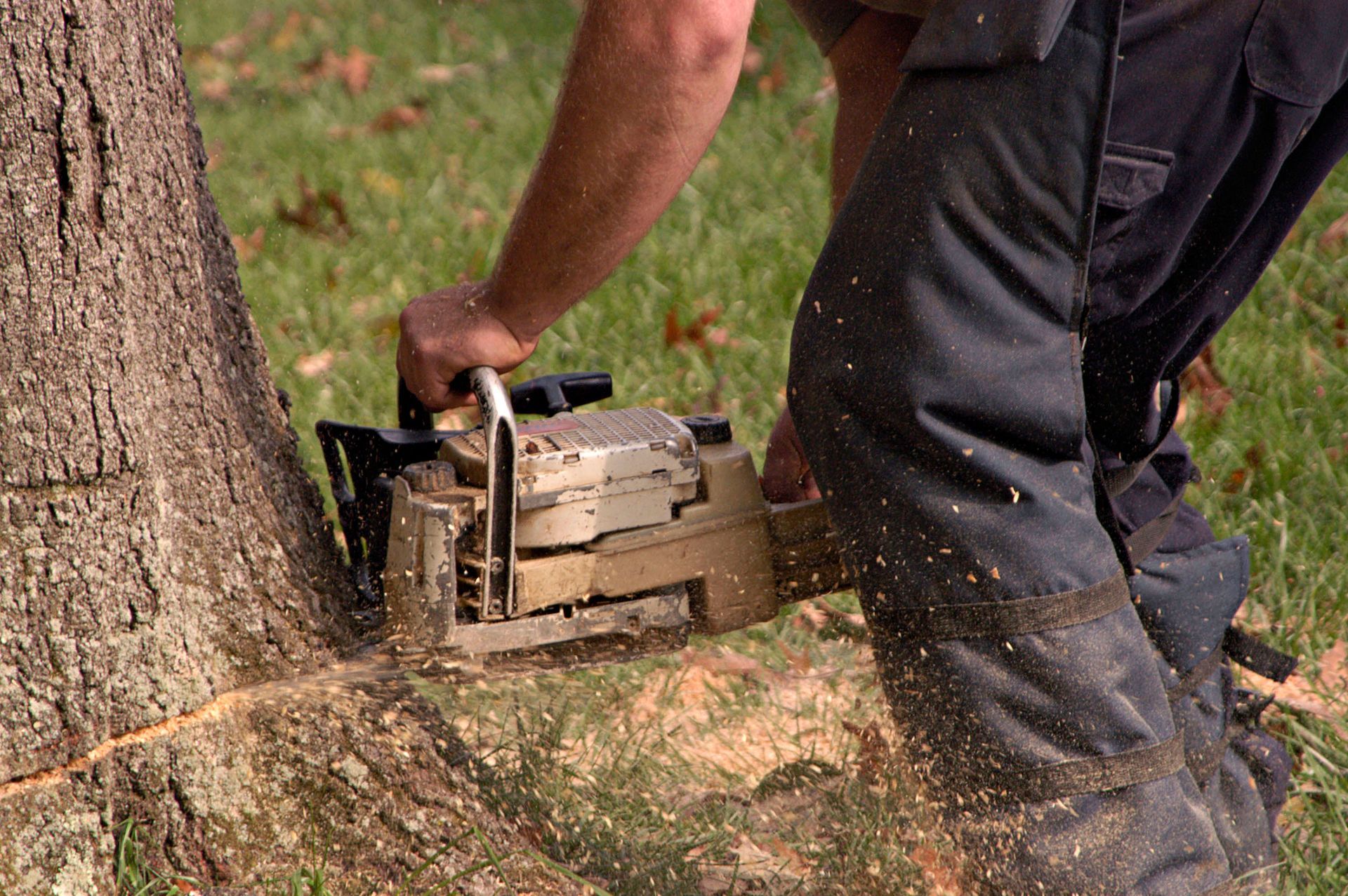 local tree removal services