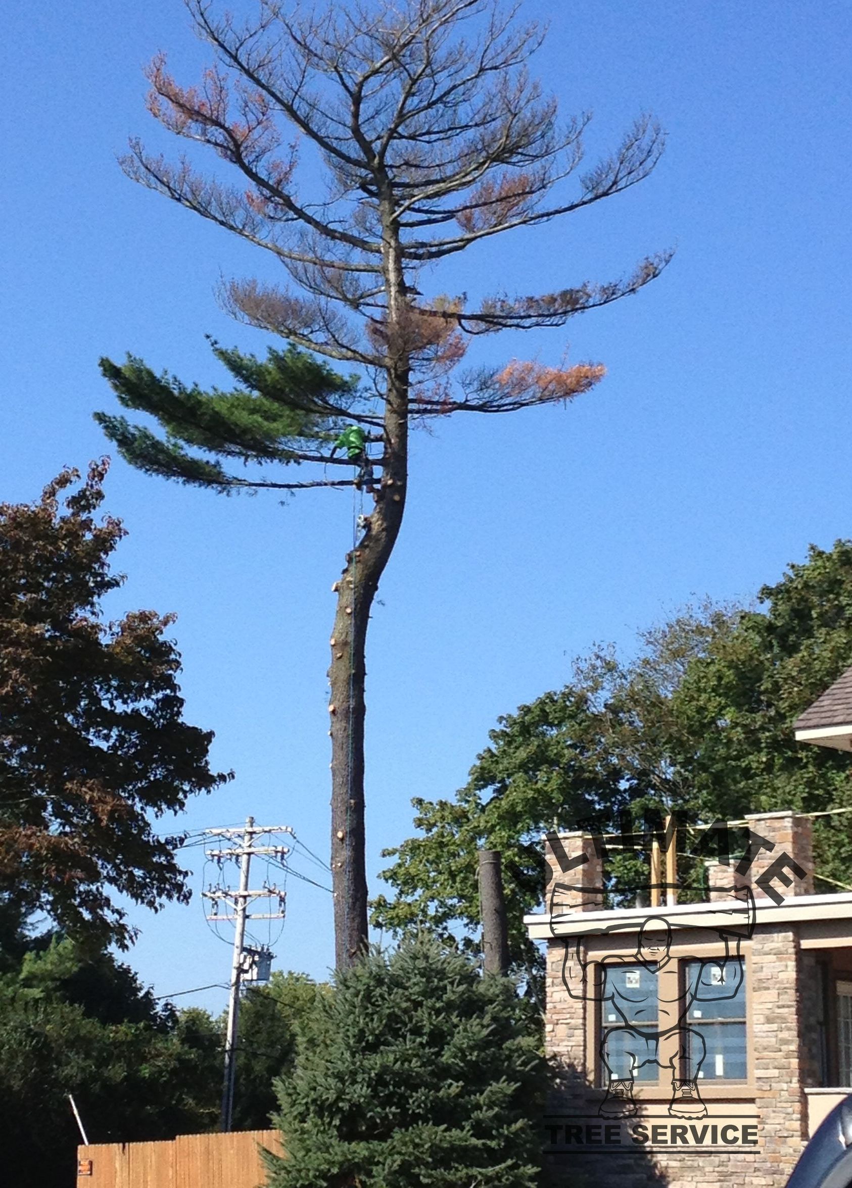 Tree removal
