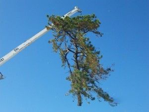 Tree removal