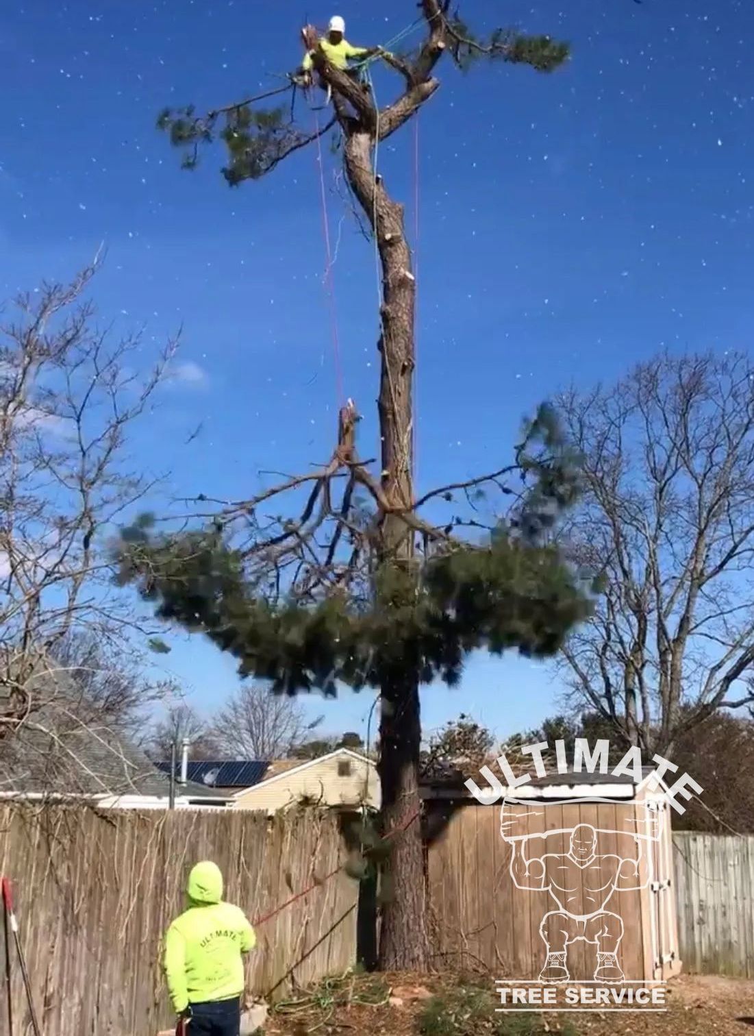 Tree removal