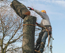 Full-service tree care