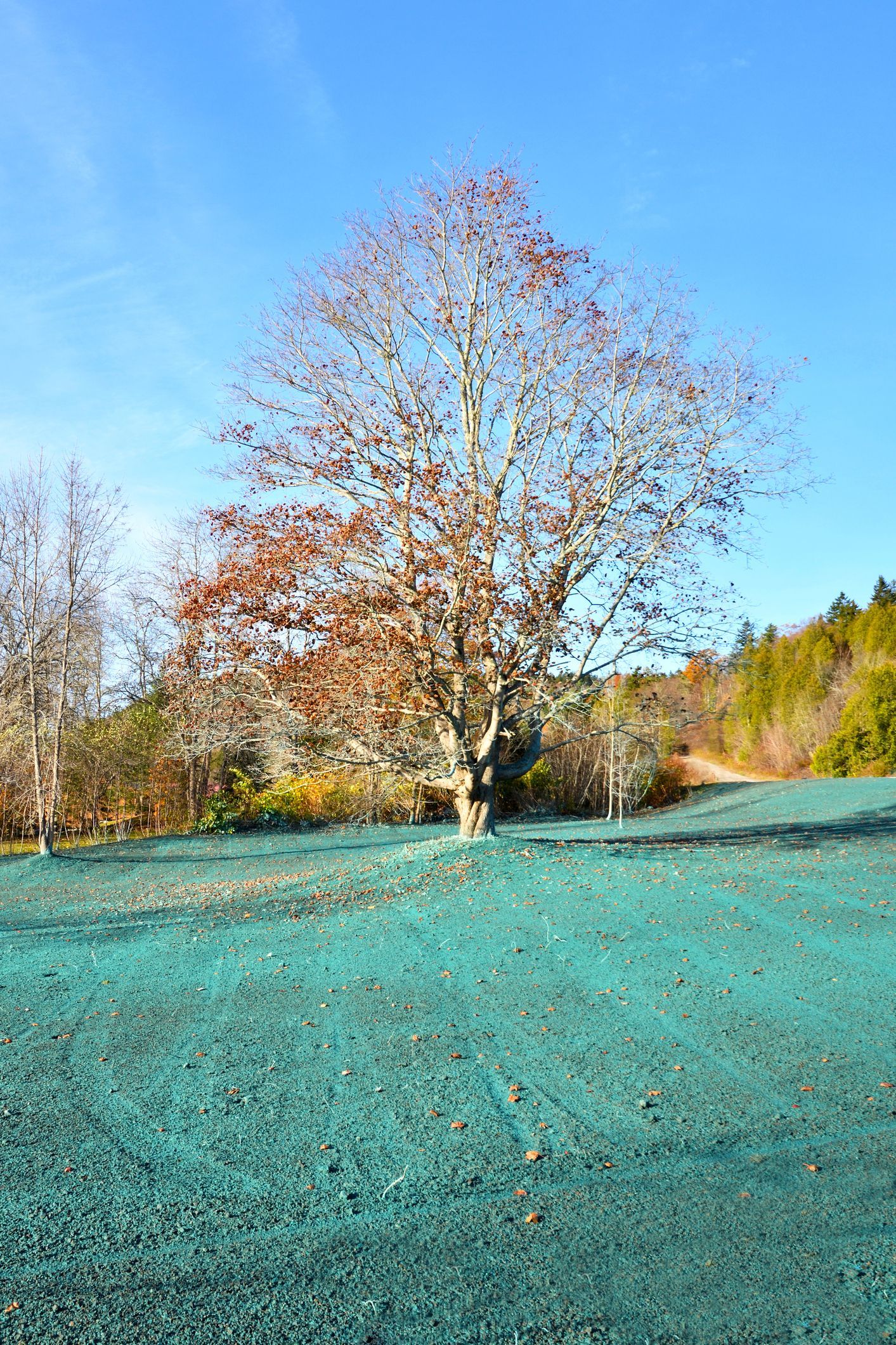 A large tree with autumn leaves stands in a grassy field under a blue sky.