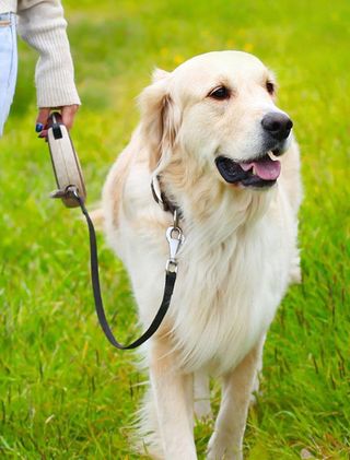 Canine Psychology Center | Dog Trainer | Pine, CO