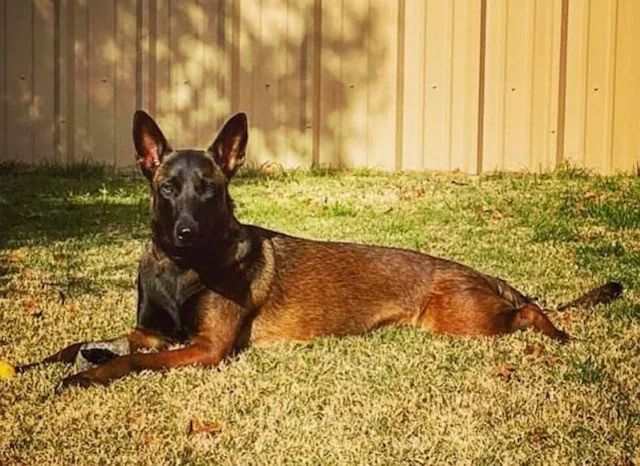 A dog is laying in the grass in front of a fence.