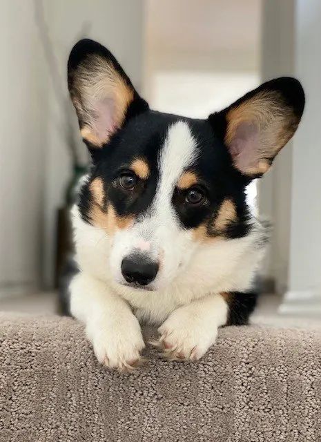 A black and white dog is laying on a carpet and looking at the camera.