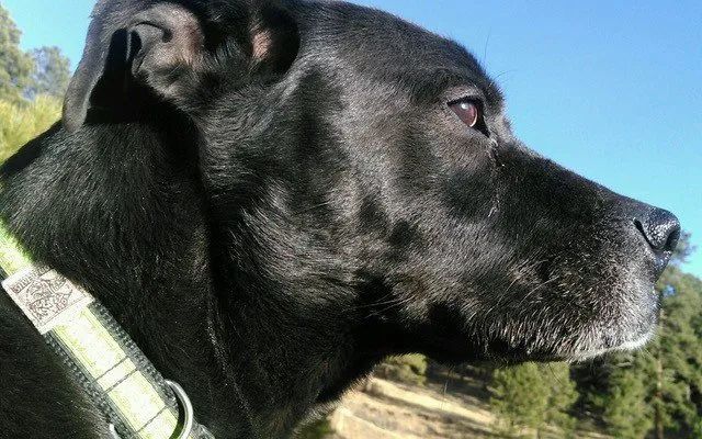 A close up of a black dog wearing a green collar.