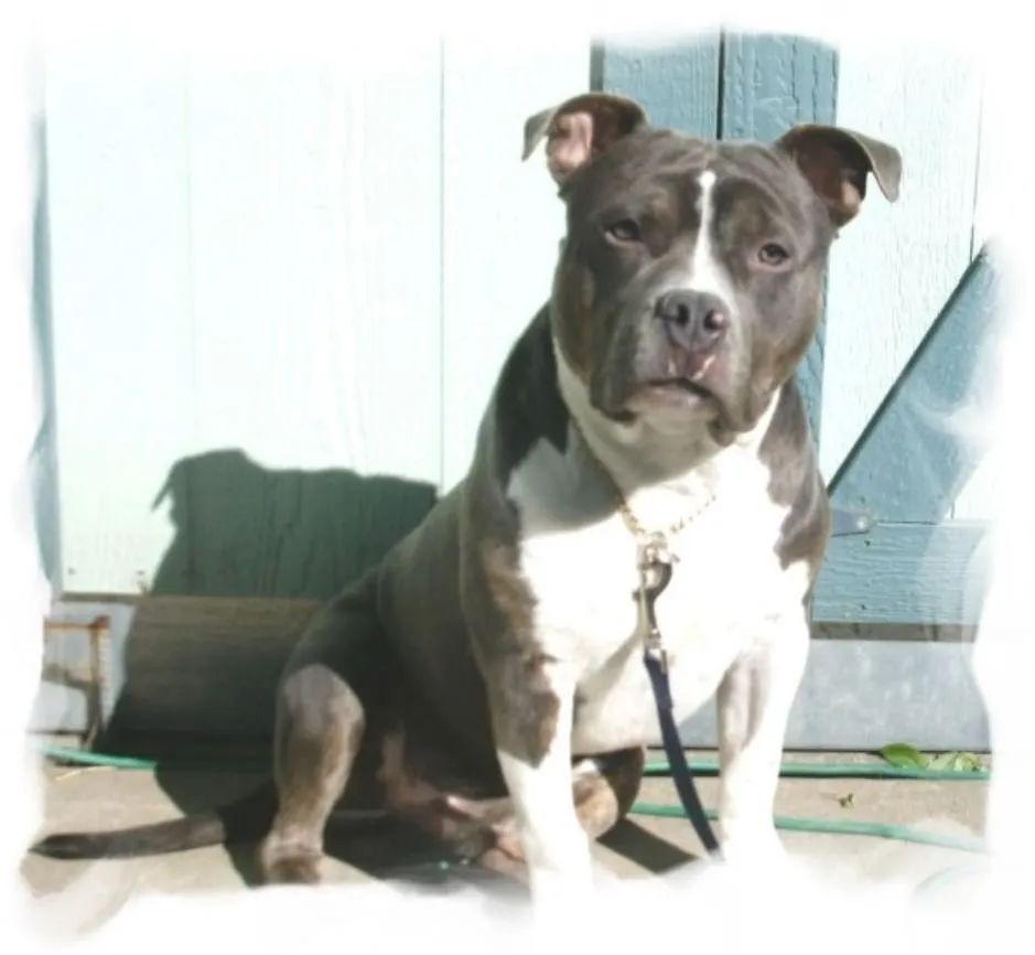 A black and white dog on a leash looking at the camera