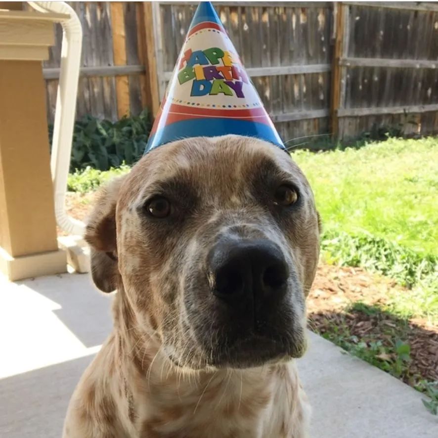 A dog wearing a birthday hat that says happy birthday