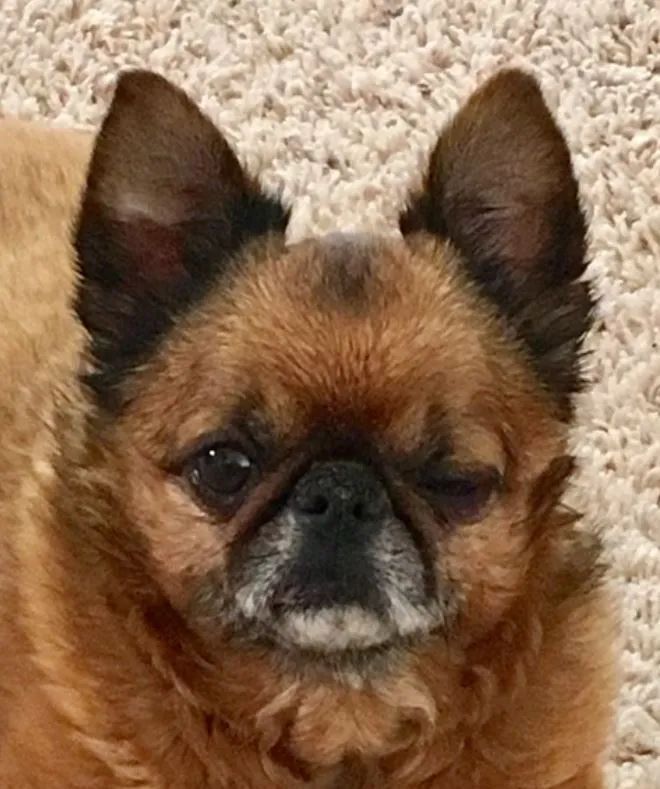 A small brown dog is laying on a white carpet and looking at the camera.