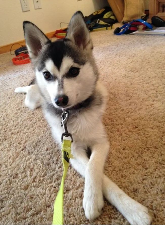 A husky puppy with a yellow leash laying on the floor