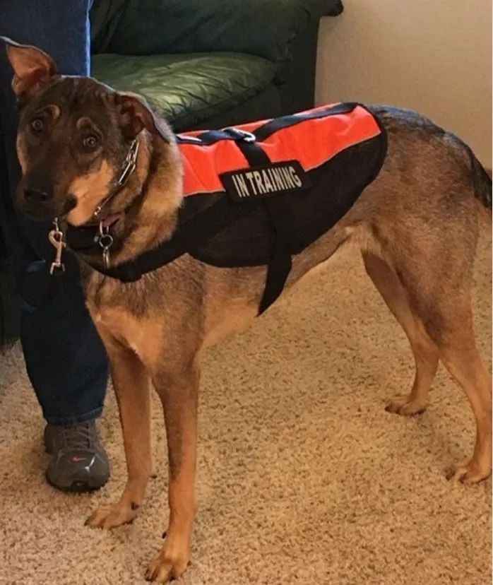 A dog wearing a vest that says in training