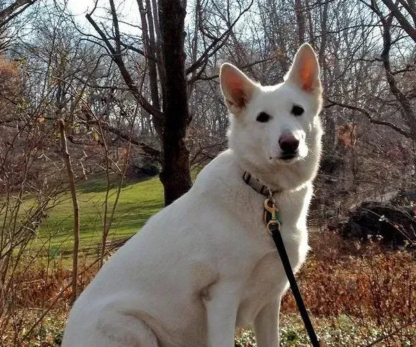 A white dog on a leash is sitting in the woods
