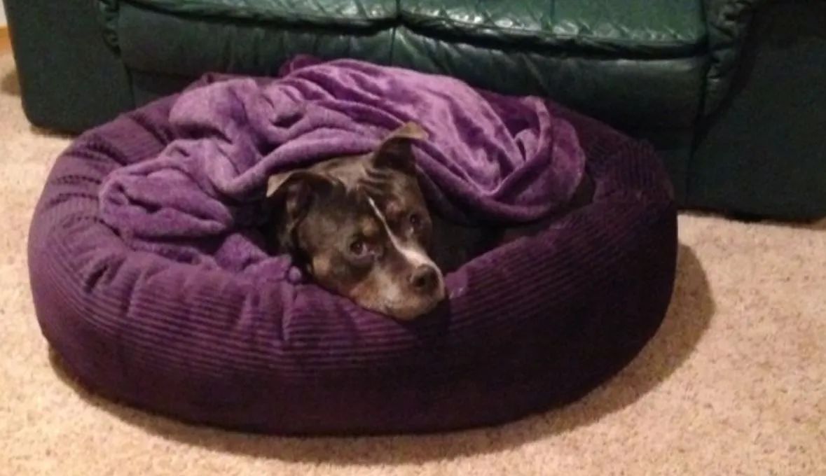 A dog is sleeping in a purple dog bed with a purple blanket.