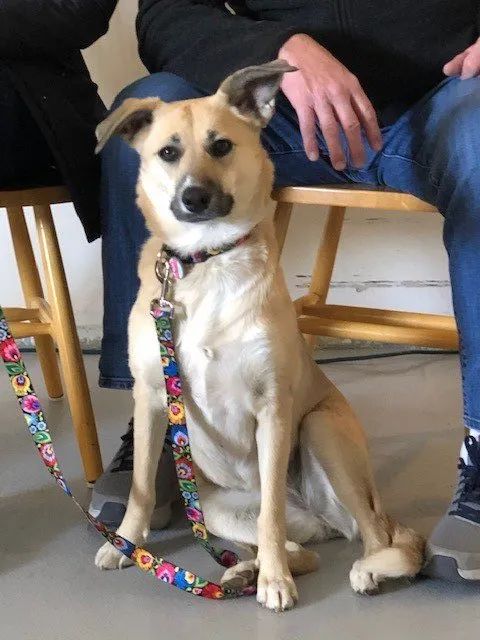 A dog with a colorful leash is sitting next to a person