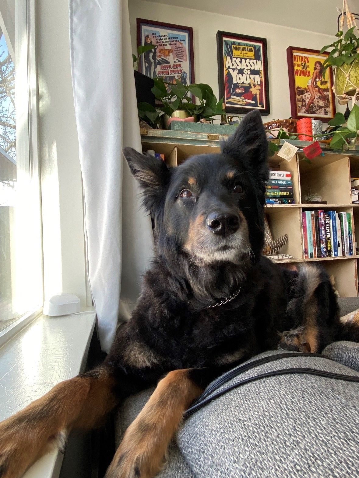 A black and brown dog is laying on a couch in front of a window.