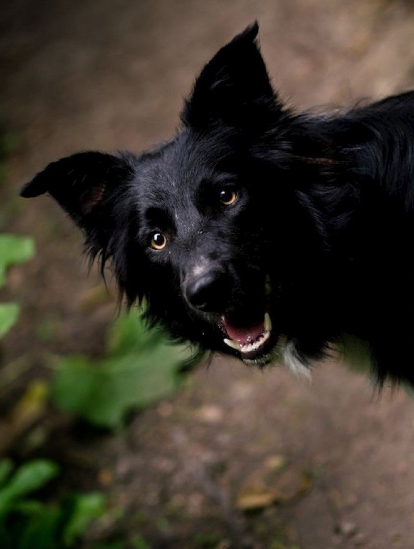 A black dog with its mouth open is looking at the camera.