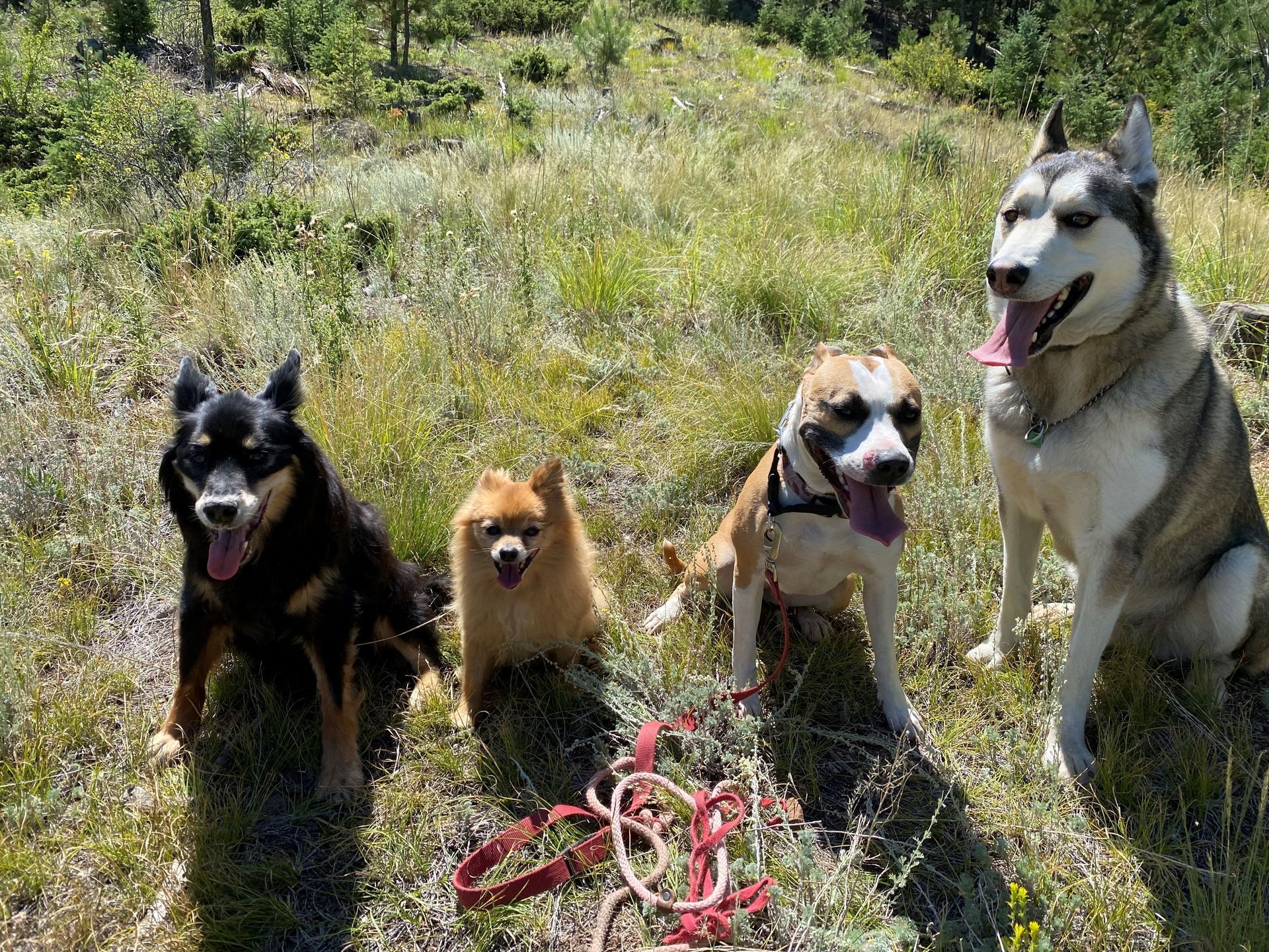 A group of dogs are sitting in a grassy field.