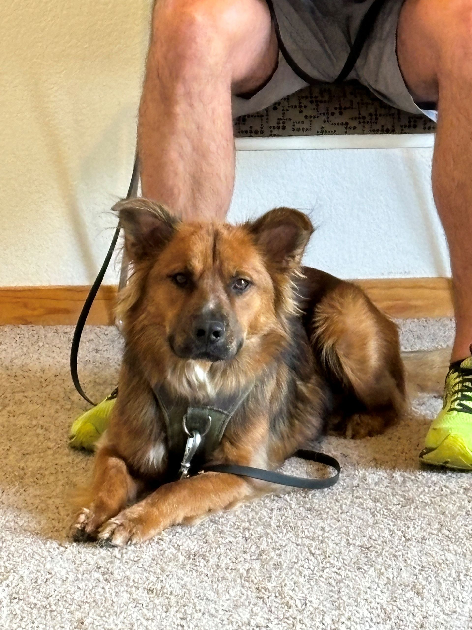 A brown dog is laying on the floor next to a person