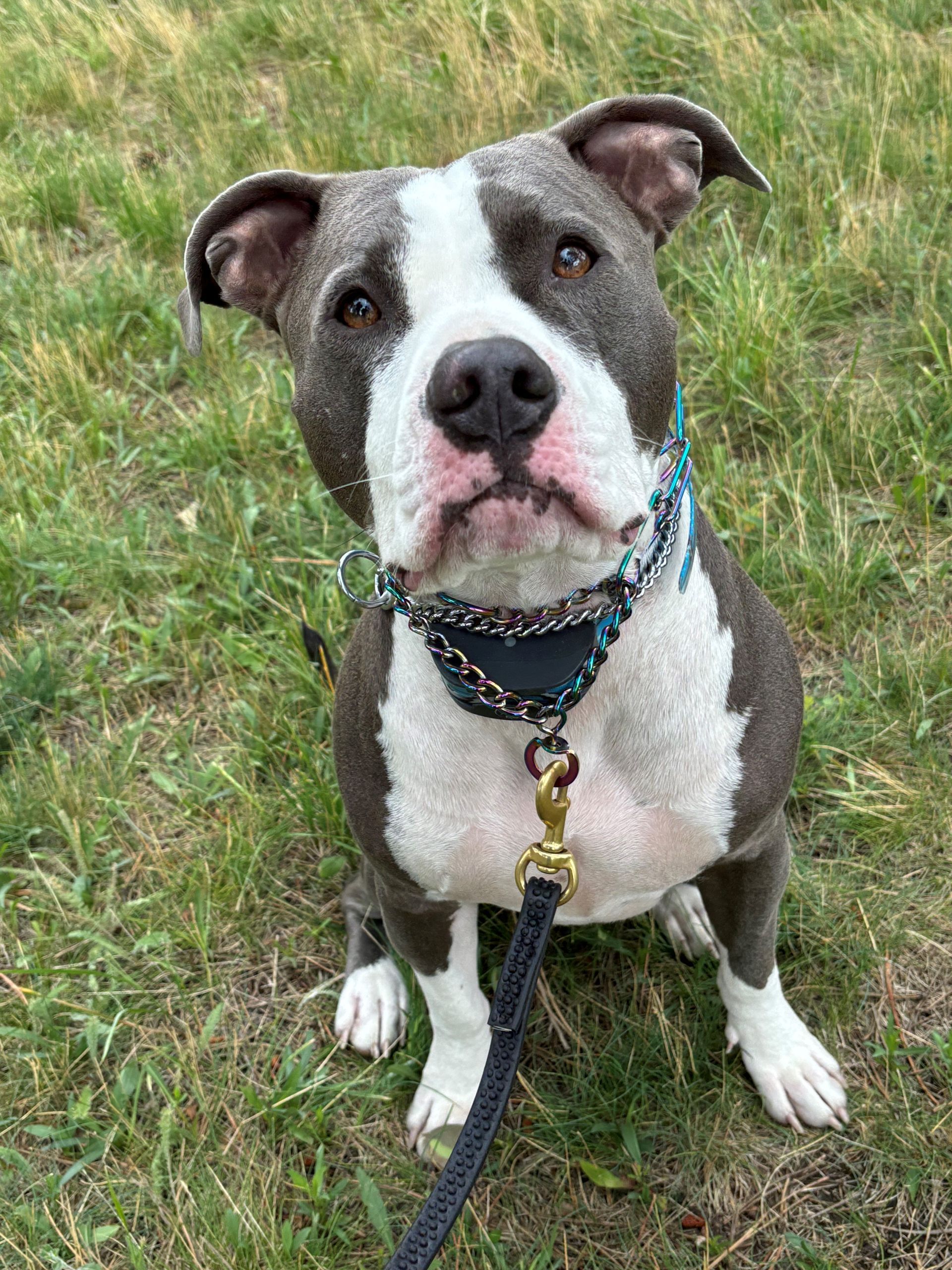 A blue and white dog is sitting in the grass on a leash.