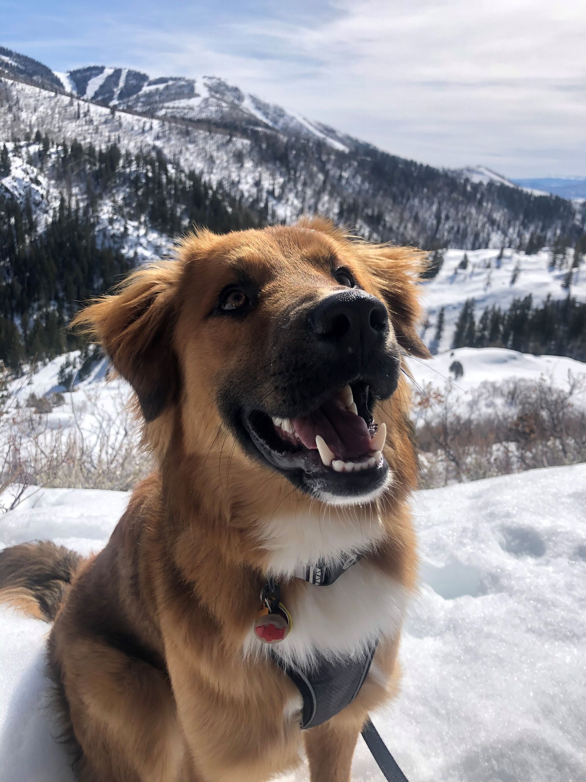 A brown dog is sitting in the snow with mountains in the background.