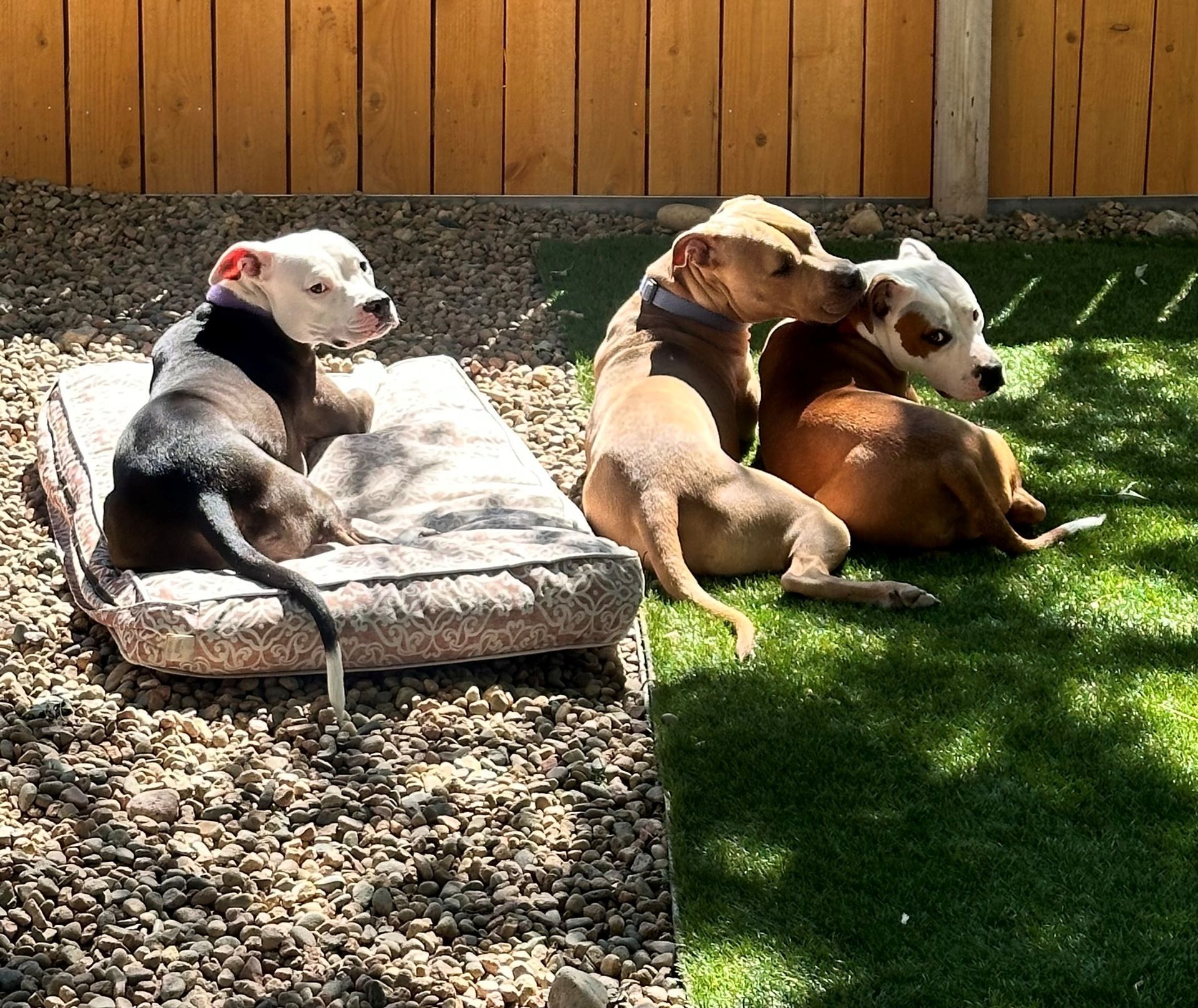 Three dogs are laying on a bed in a yard