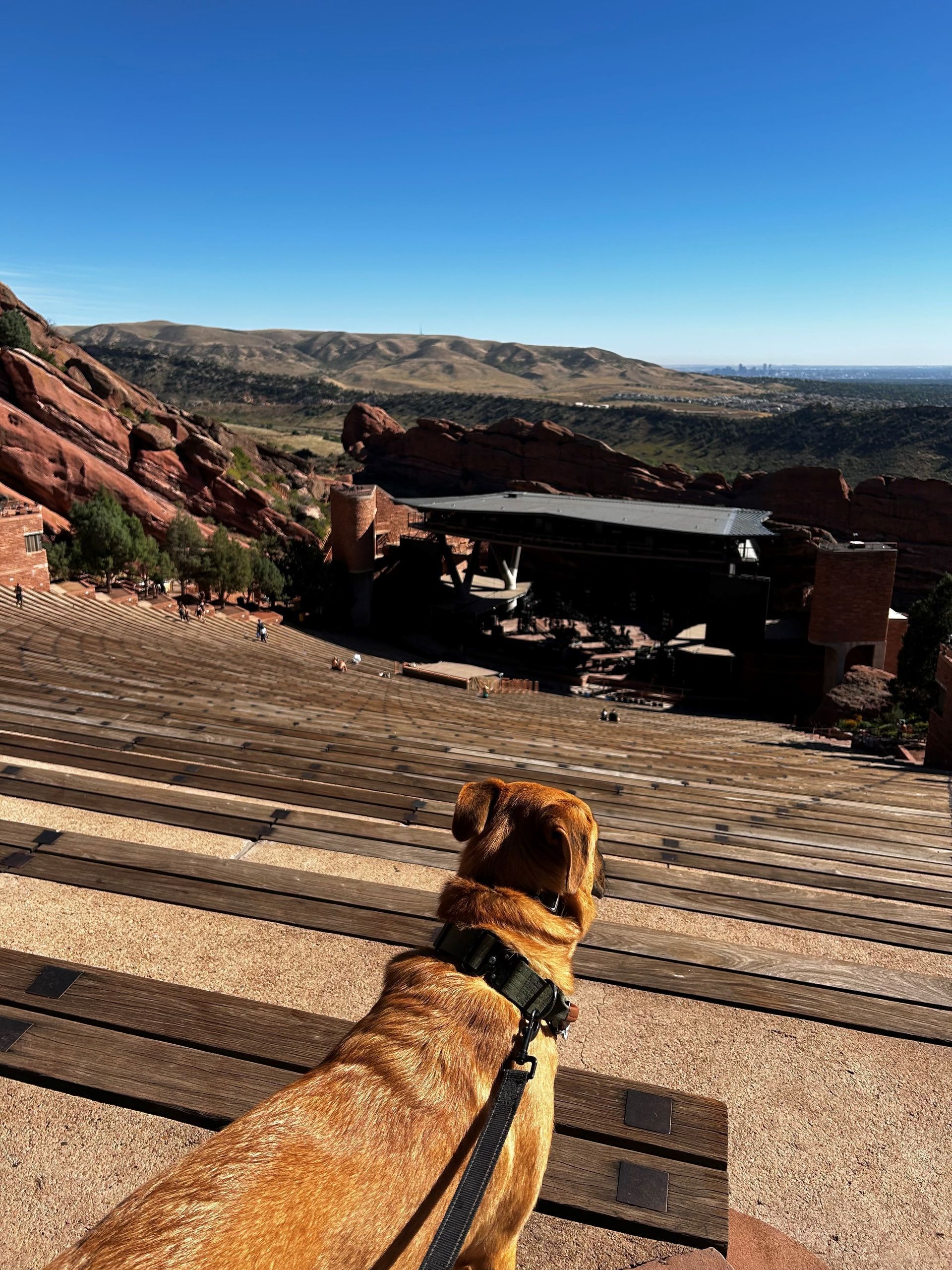 A dog is sitting on a bench looking at Red Rocks.