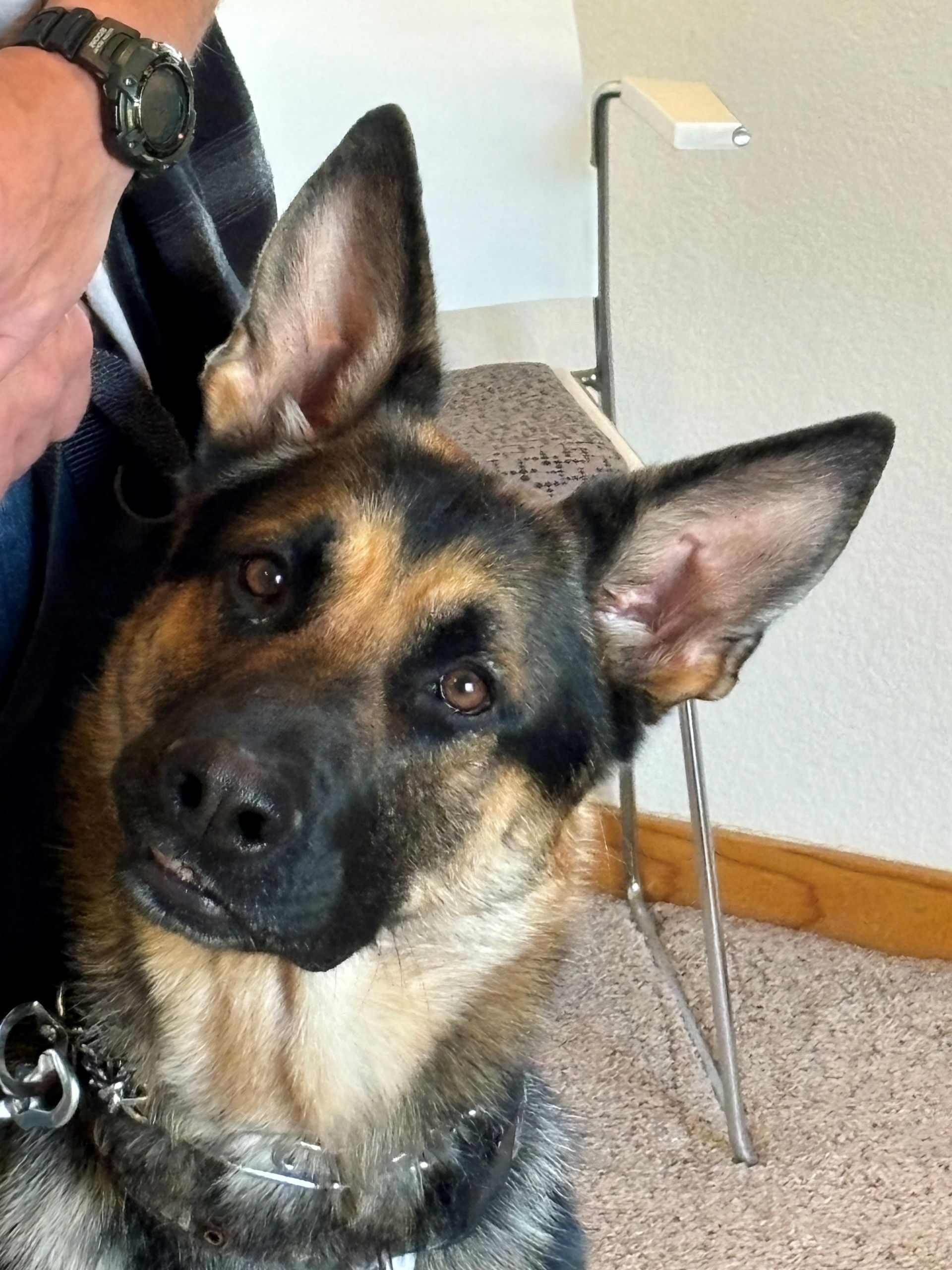 A close up of a german shepherd looking at the camera