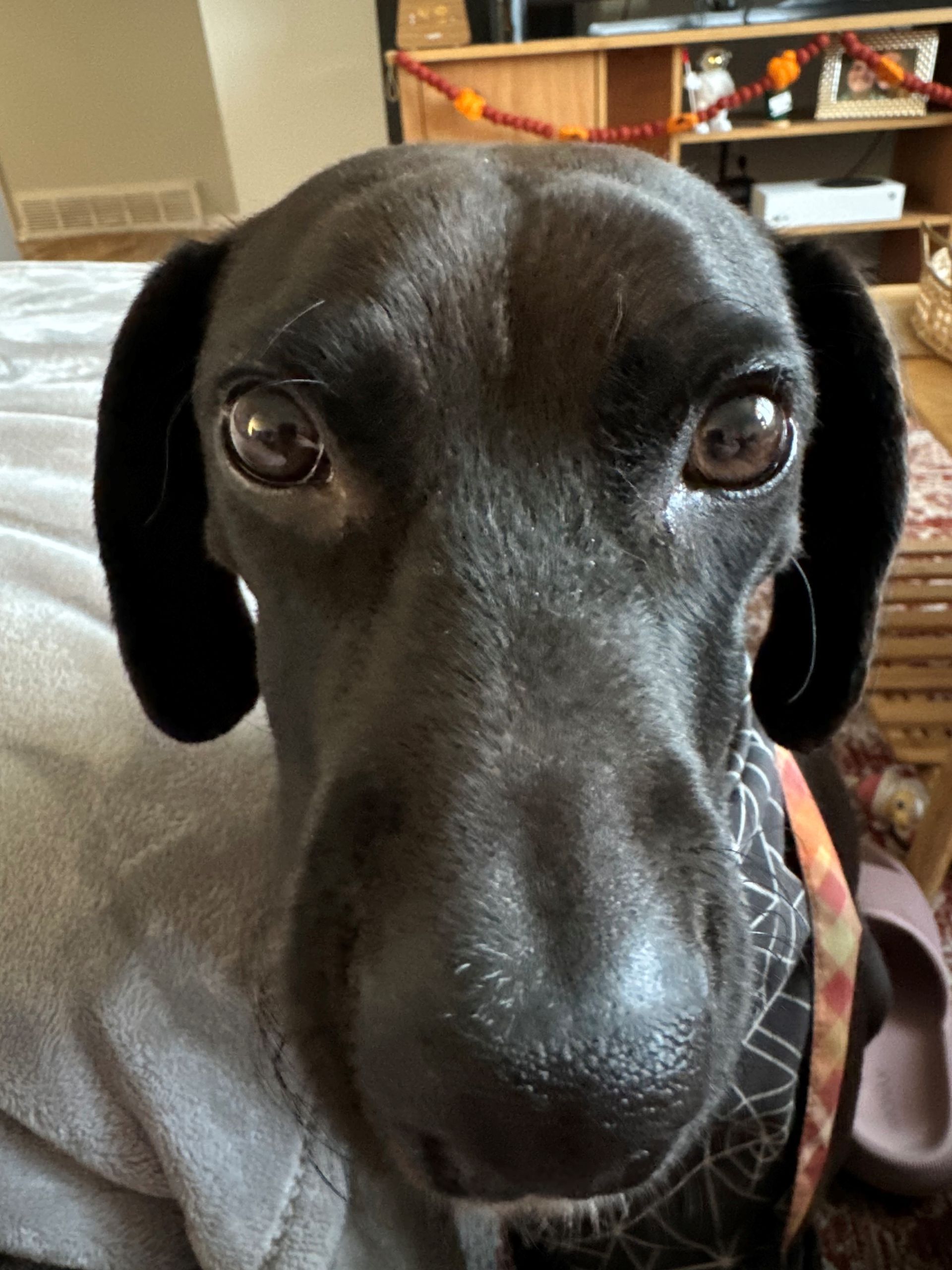 A close up of a black dog looking at the camera