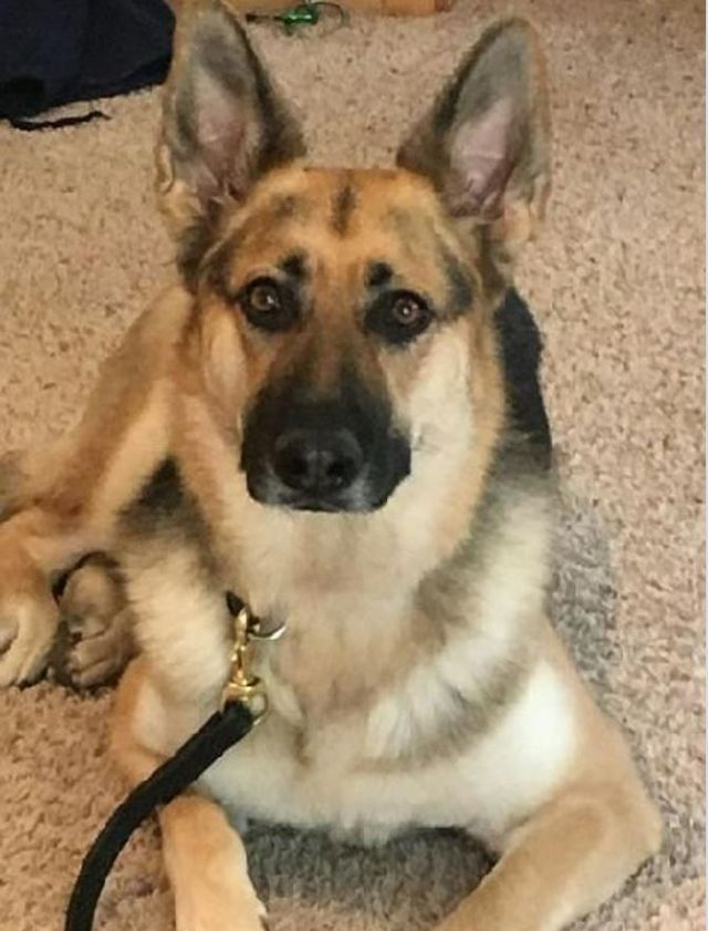 dog trainer for aggressive dogs