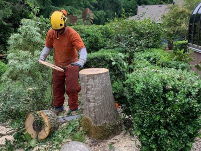 tree removal