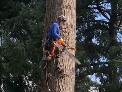 tree removal