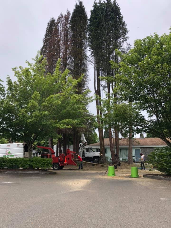 tree service olympia wa