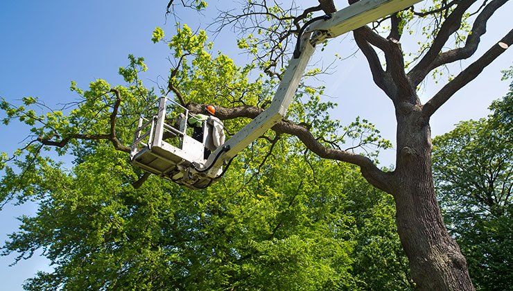 Ron's Stump Removal  Tree Service, LLC