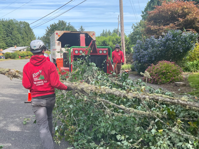 tree trimming olympia