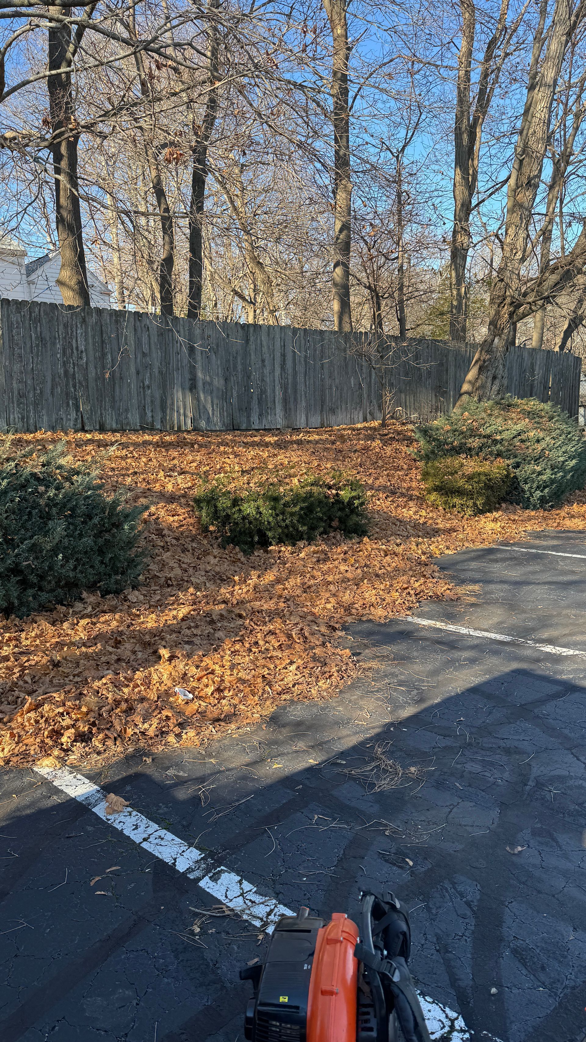 Leaves blown across a parking lot by a leaf blower, with a wooden fence and trees in the background.