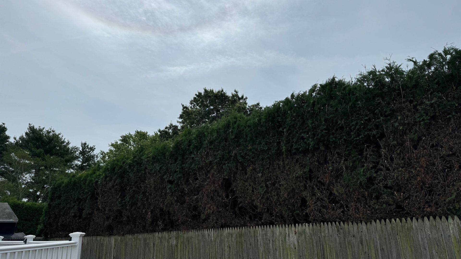 Green hedge above a weathered wooden fence under a cloudy sky.