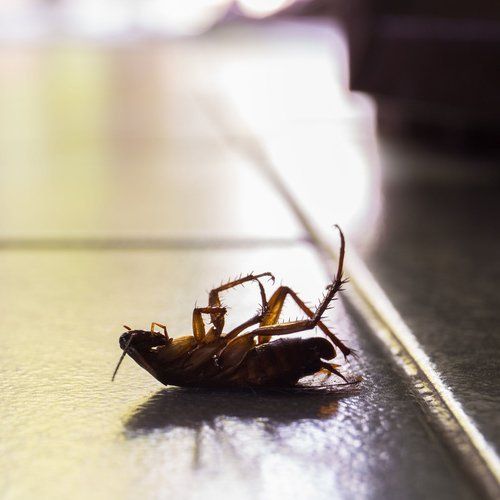 Cockroaches