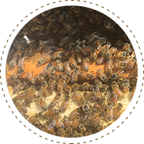 Bees