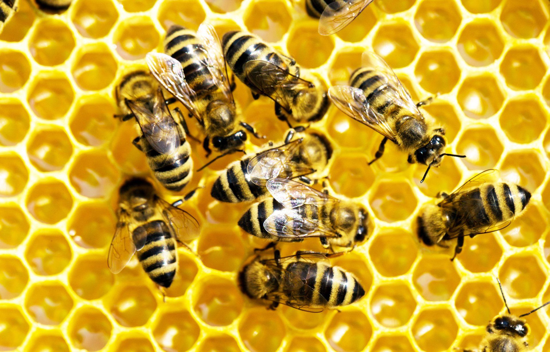 Hive