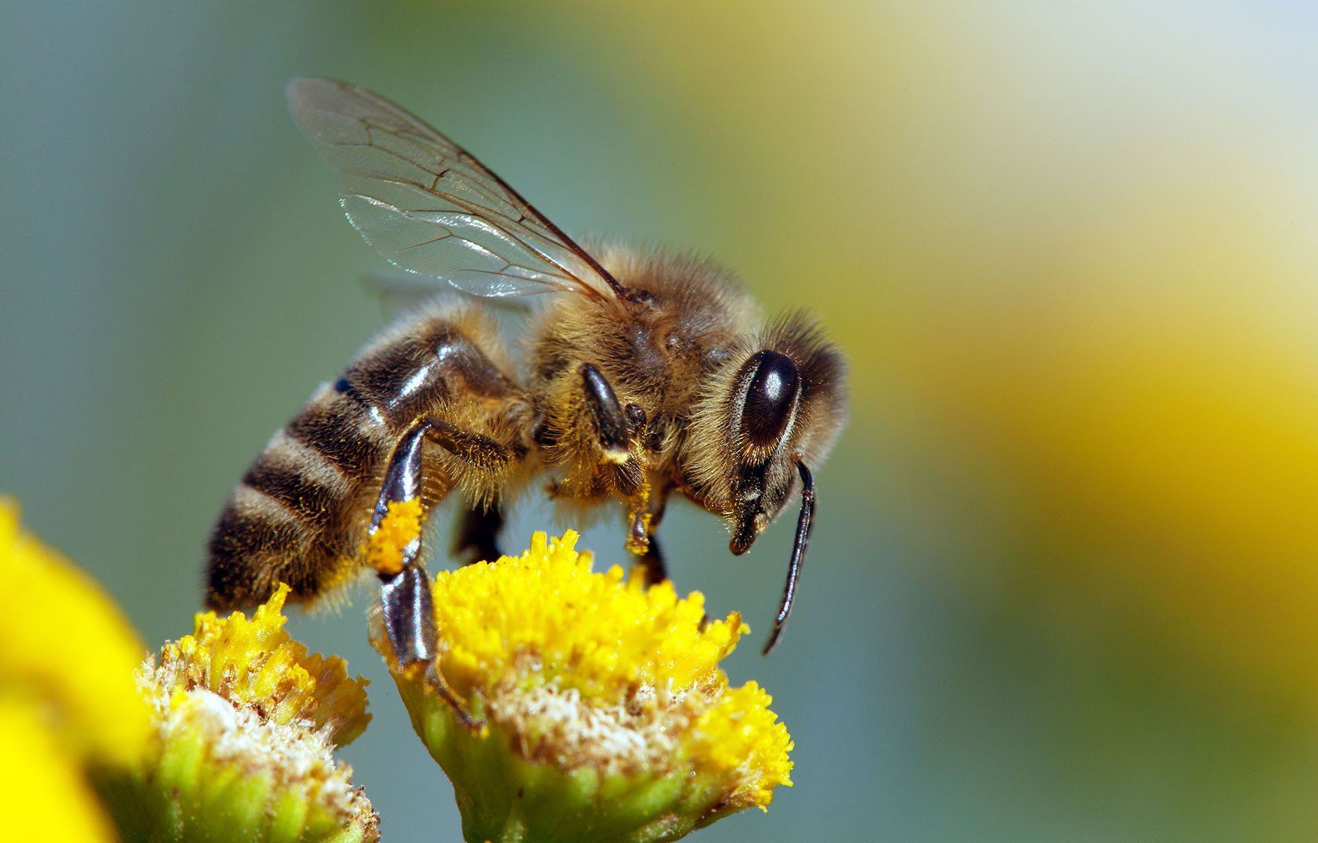 Bee