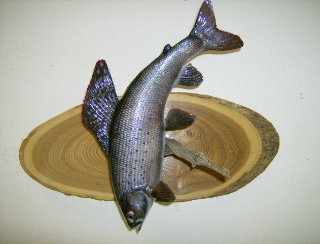 Fish