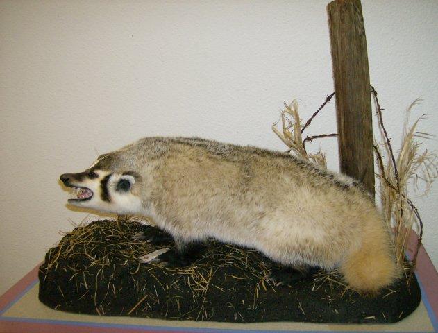 Mammal