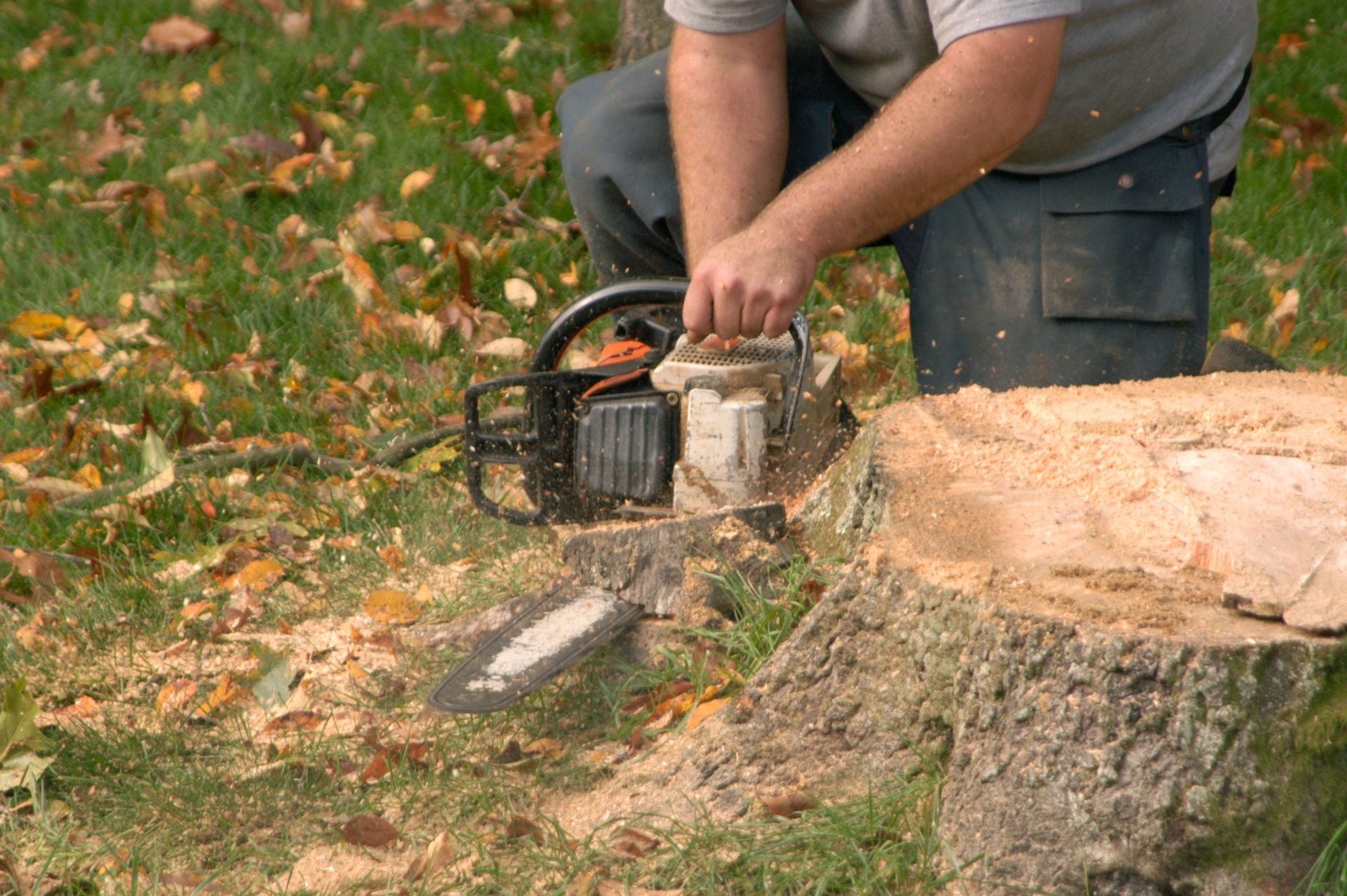 stump removal