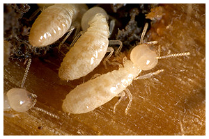 Termites