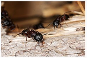 Carpenter ants