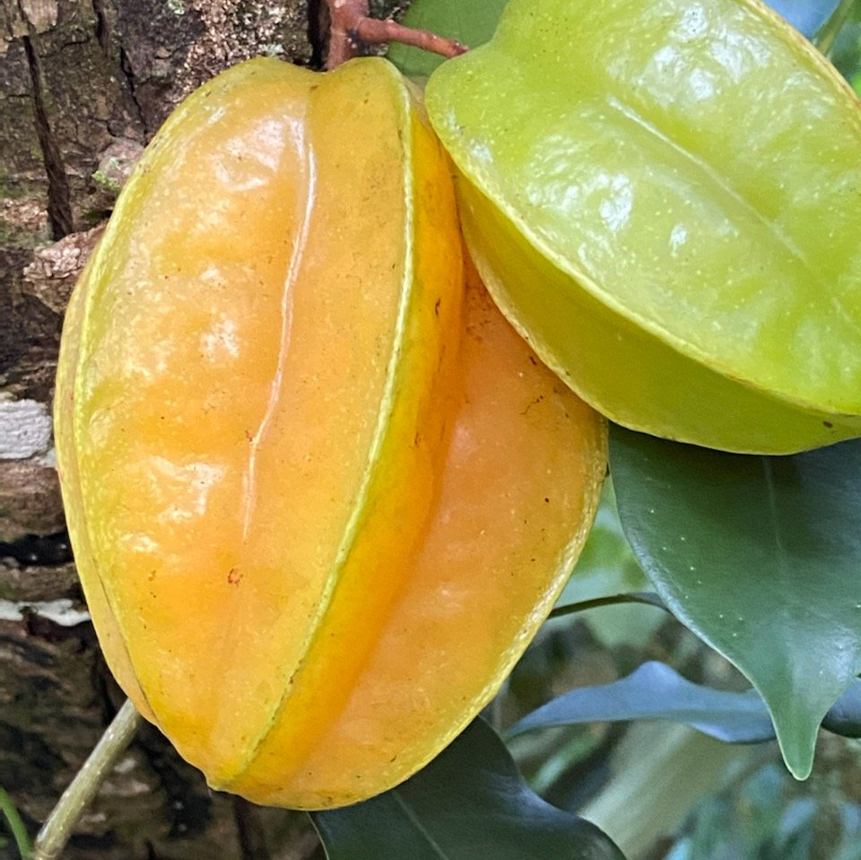 Closeup of fruit on fruit tree