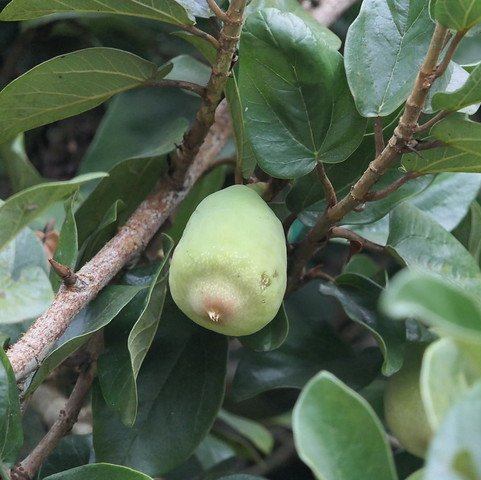 Fruit tree closeup