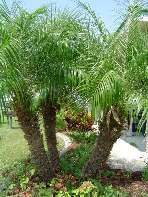 Stevenson Landscaping Project - Manatee Sanctuary 03